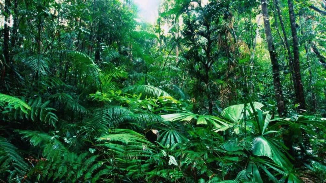 selvas tropicales