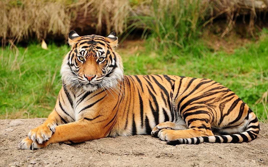 tigre Animal Planet