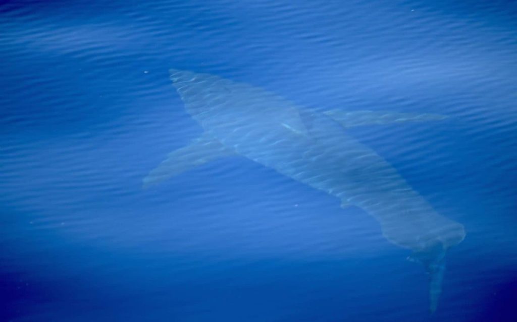 tiburon blanco